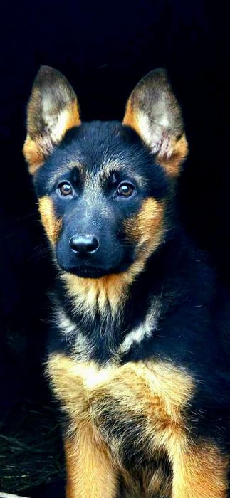 Ciobanesc german- femela, 2 luni