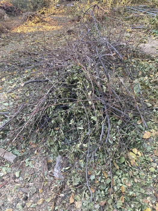 Дрова бесплатно