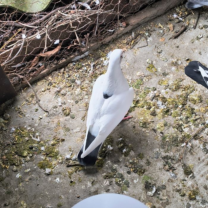 Femela voiajor ornament