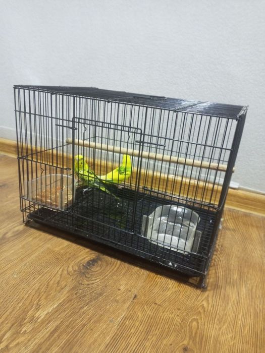 Продам волнистых попугаев в хорошие руки