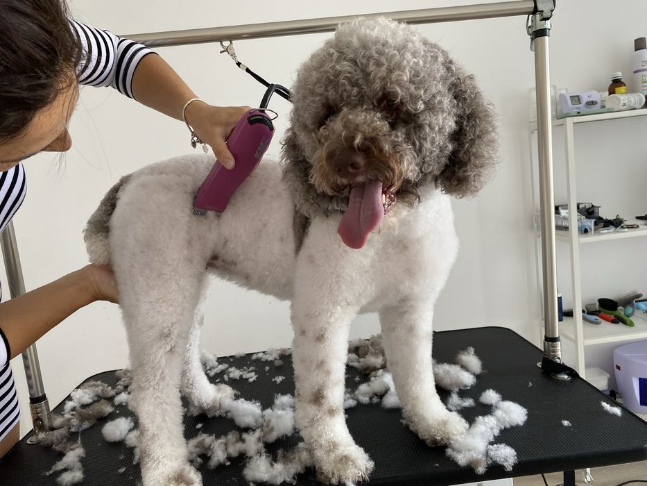 Frizerie canină și la domiciliu , tuns cătei , tund caini , grooming