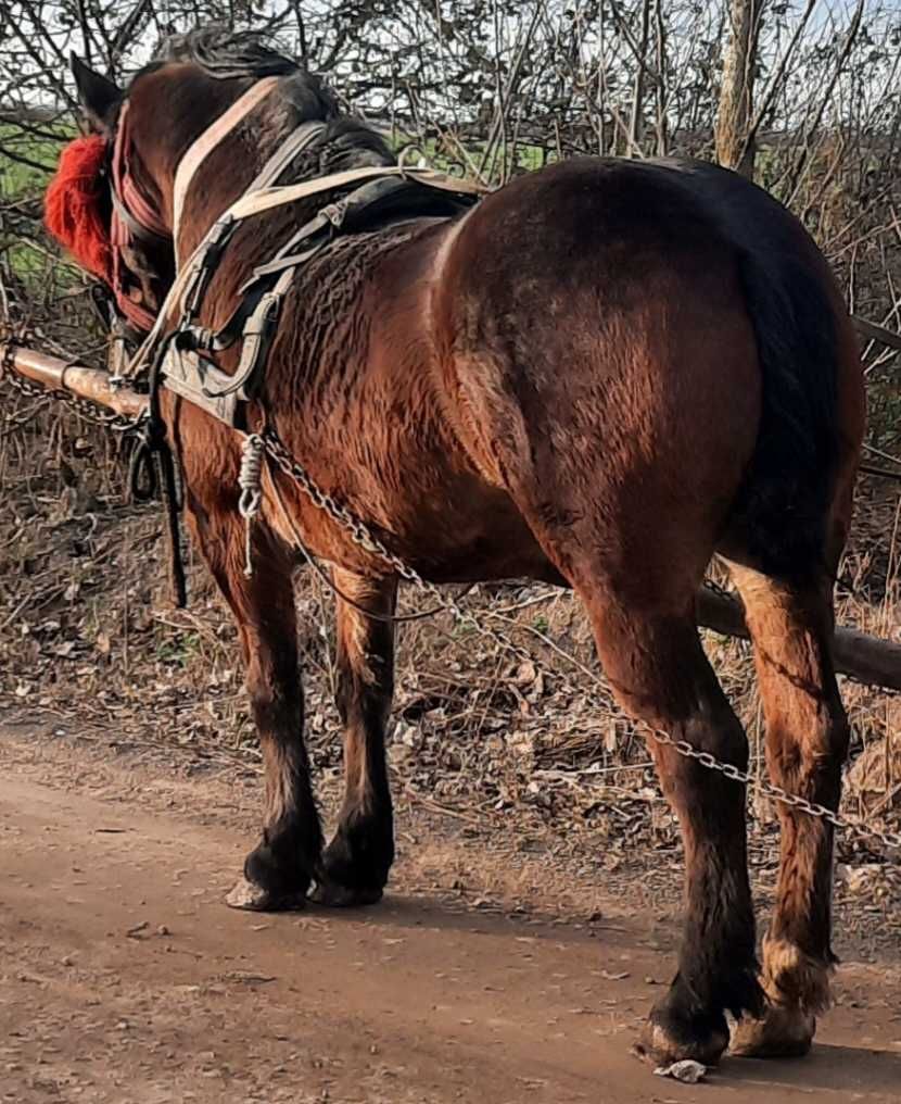 Vând o iapă murgă de 4 ani cu pașaport