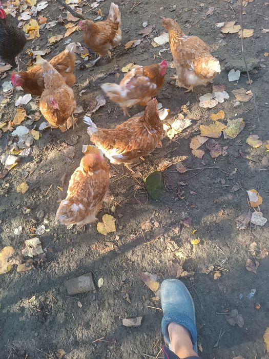 КОКОШКИ Ламон Браун