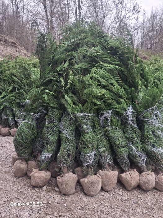 Tuia leylandii chiparos la oferta