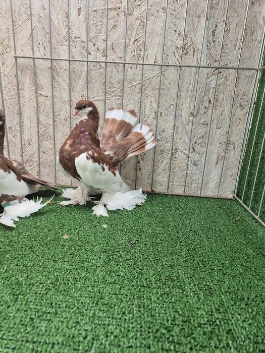 Porumbei jucator de volga