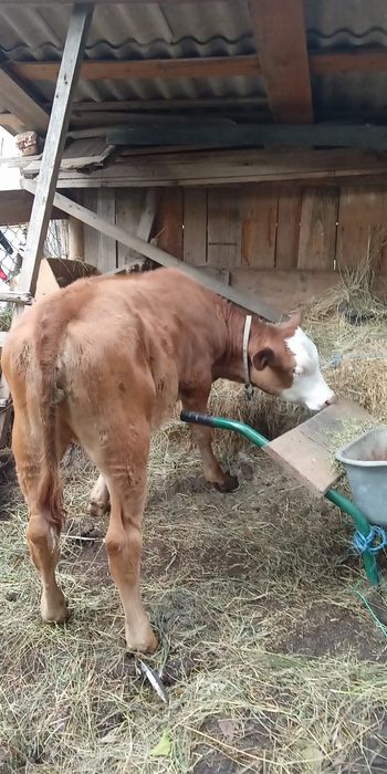 Vand cîțiva de rasă