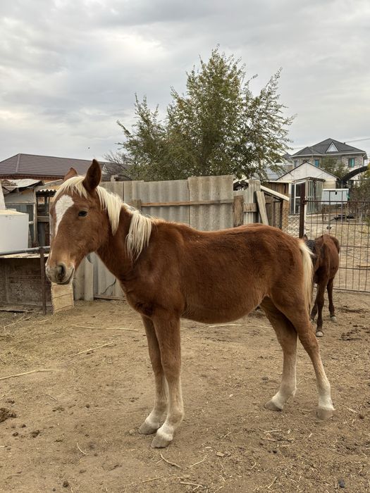 Тай, кулын сатылады екеуы бырге