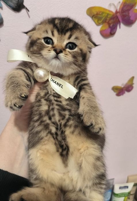 Продаю котят мама шотландская вислоухая папа шиншила