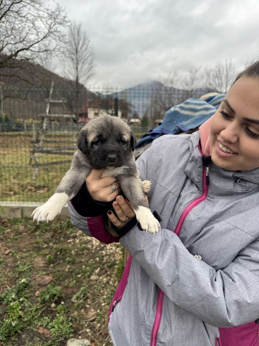 Femela kangal varsta 5 saptamâni