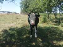 Vaca de vanzare ...