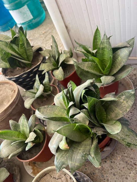 Срочно продаётся цветы