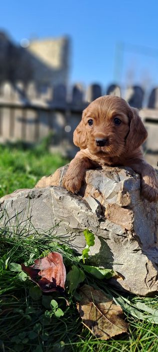 Puiuț cocker spaniel