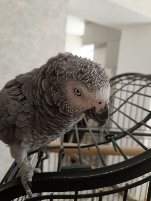 Попугай жако, девочка, 5 лет
