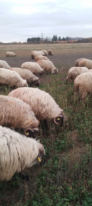 Vând oi rasă țurcana