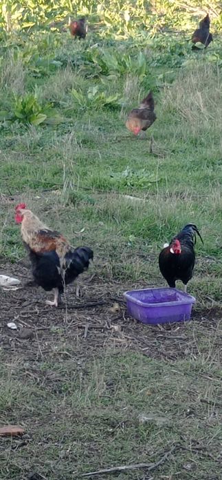 Продават се млади петлета