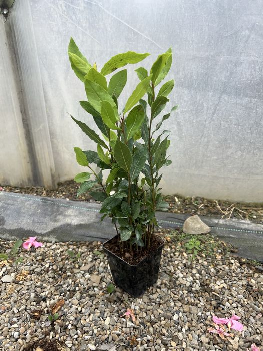 Dafin nobilis 20-40cm