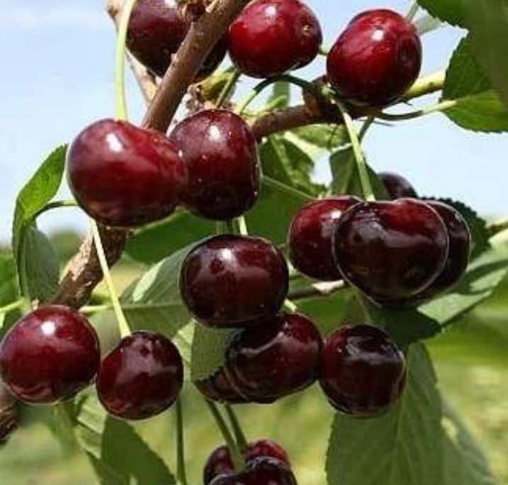 Прадам Саженцы Вишня,малина,крыжовник,смородина,аблепиха