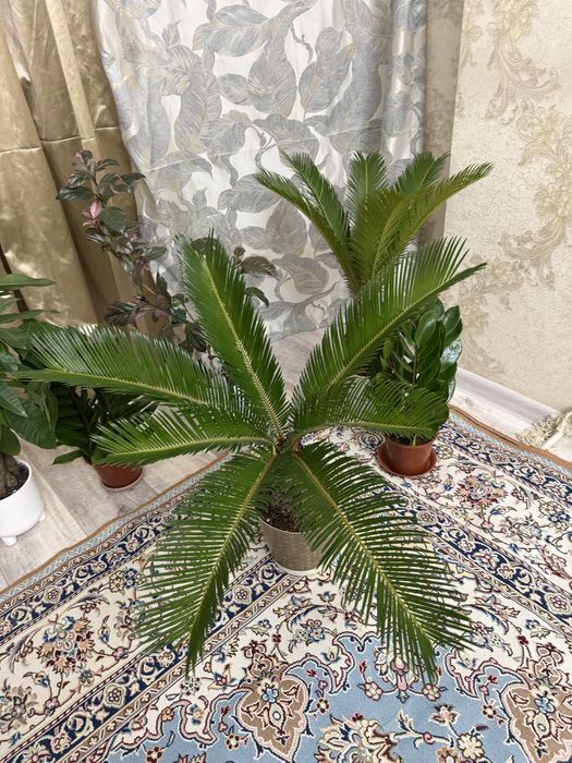 Комнатное растение Цикас пальма