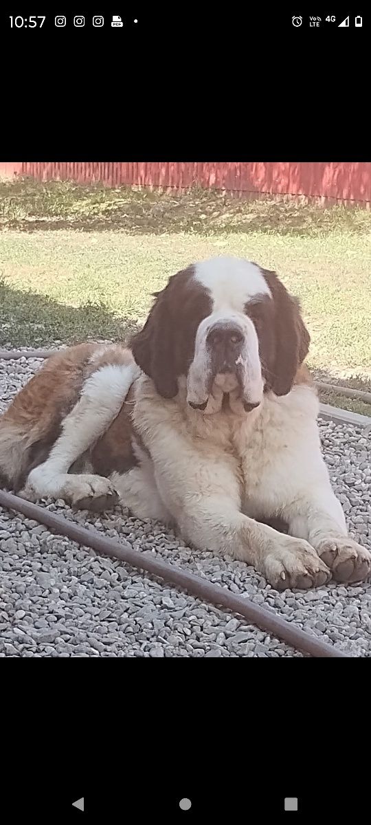 Femela Saint Bernard Serbia