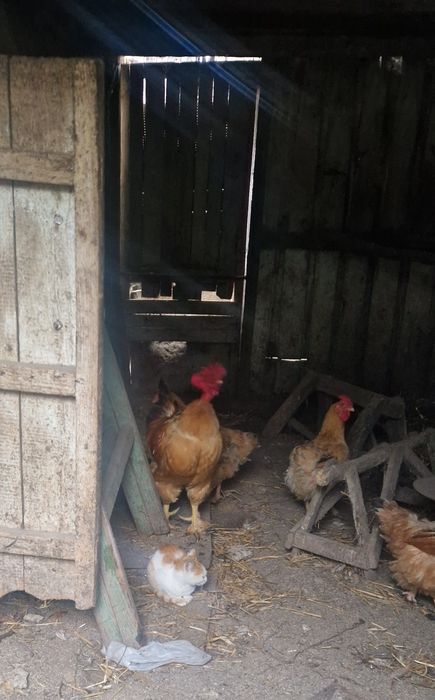 Adoptie pisic 4 luni