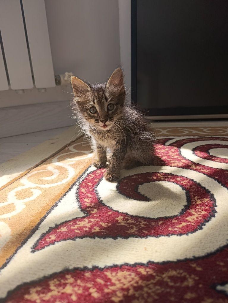 Котенок в добрые руки