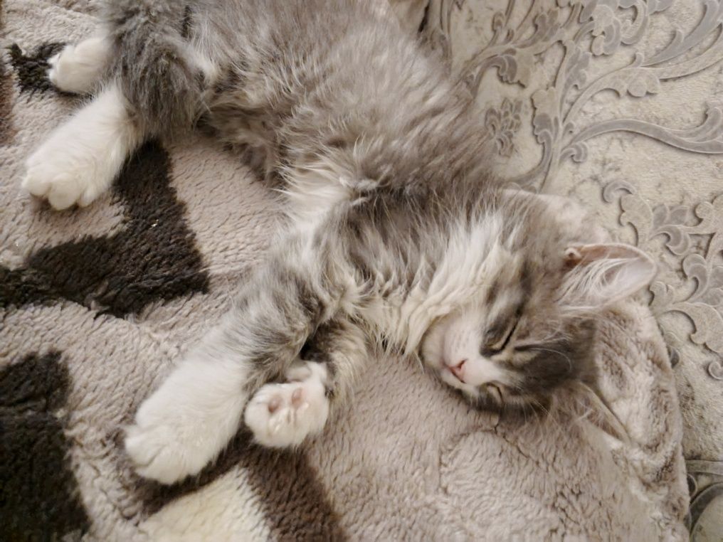Котенок, пародистый