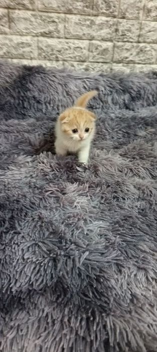 Продаются котята