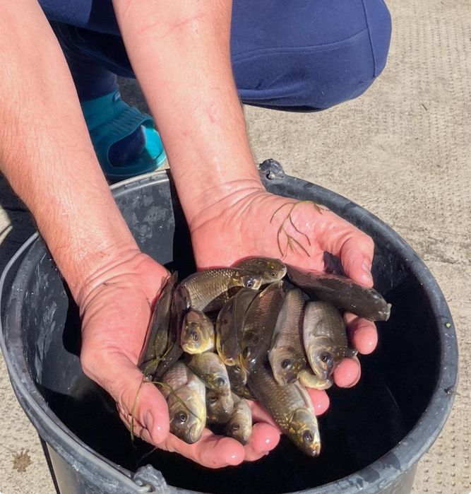 Vand momeala pescuit  caras carasei vii