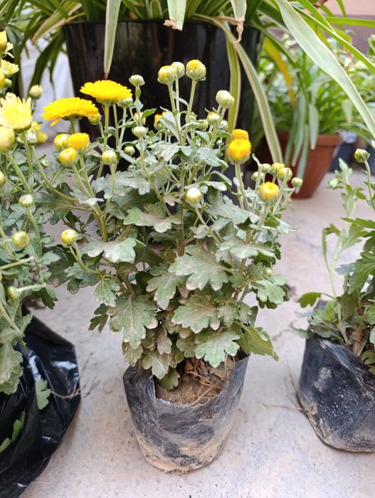 Гул совғага учун.  Цветы