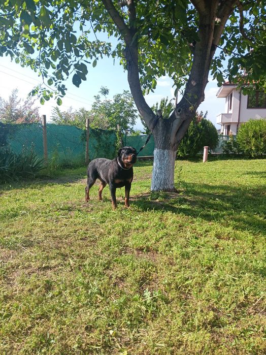 Елитен женски ротвайлер