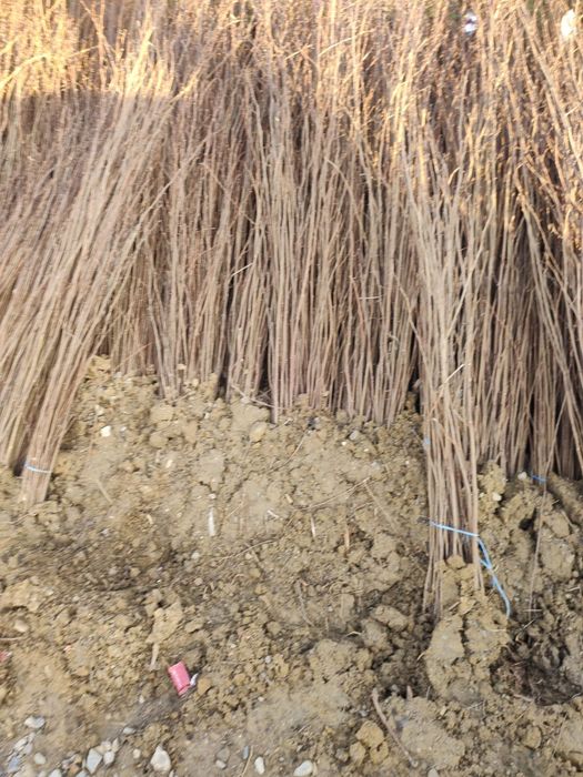 Puieti salcâm robinia Pseudacia preț 50 banii.analtimea de 70 80 cm