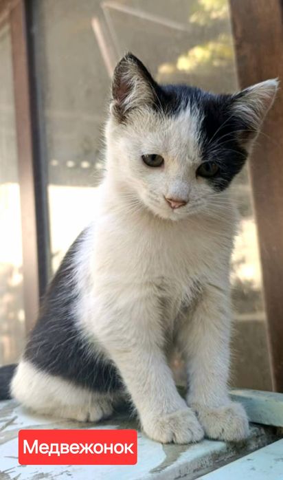 Котёнок по имени "Медвежонок".