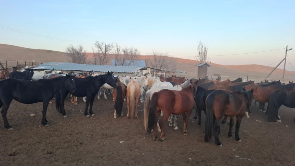 Жылкылар сатылалы үйірімен