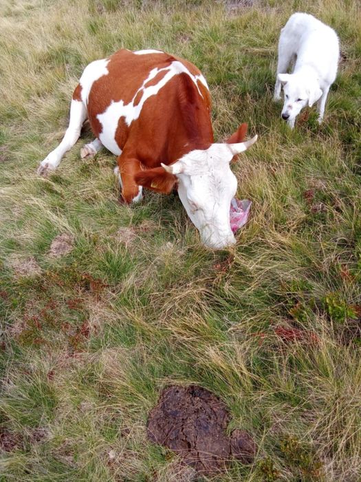 Vaca tanara de aproape 3 ani, gestanta in 6 luni, la a doua fatare