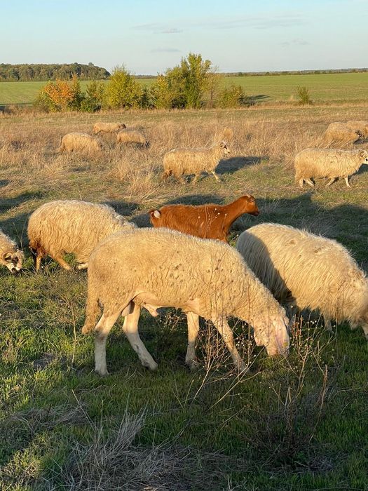 Vând berbec bergamasca original sau schimb cu oi de taiere .