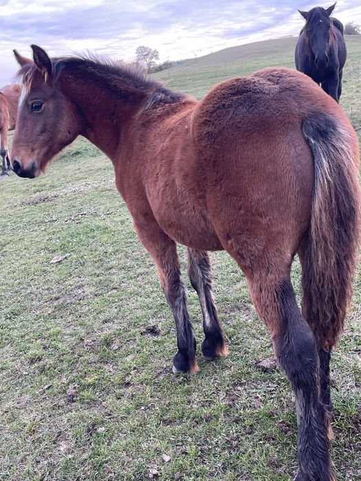 Vand manze,fac schimb si cu baloti sau porumb