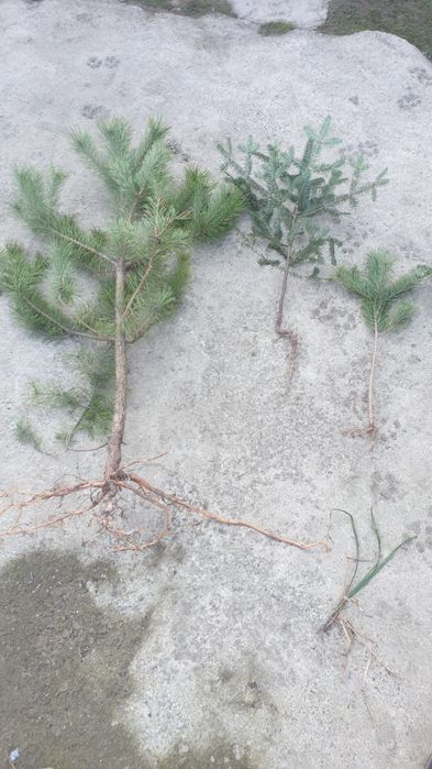 Brad pin Salcam plop mesteacăn pin molid brad salci.