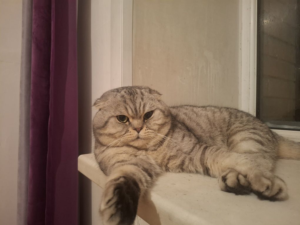 котик для случки