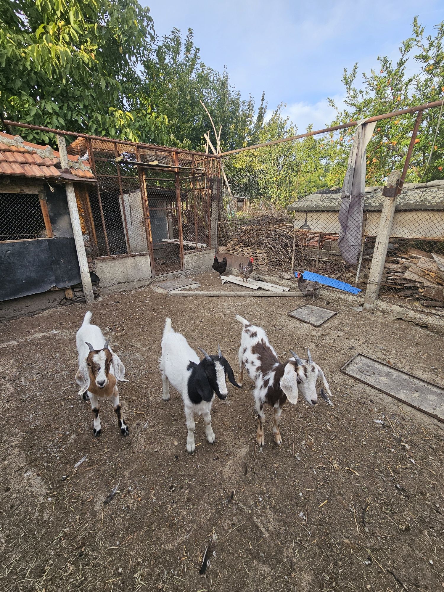 Продавам 3бр. ярета