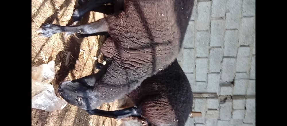 Solu quyla    3 ta 1 tasi quchqor ,/ 2 tasi kotta 1 ta solu kichiyri