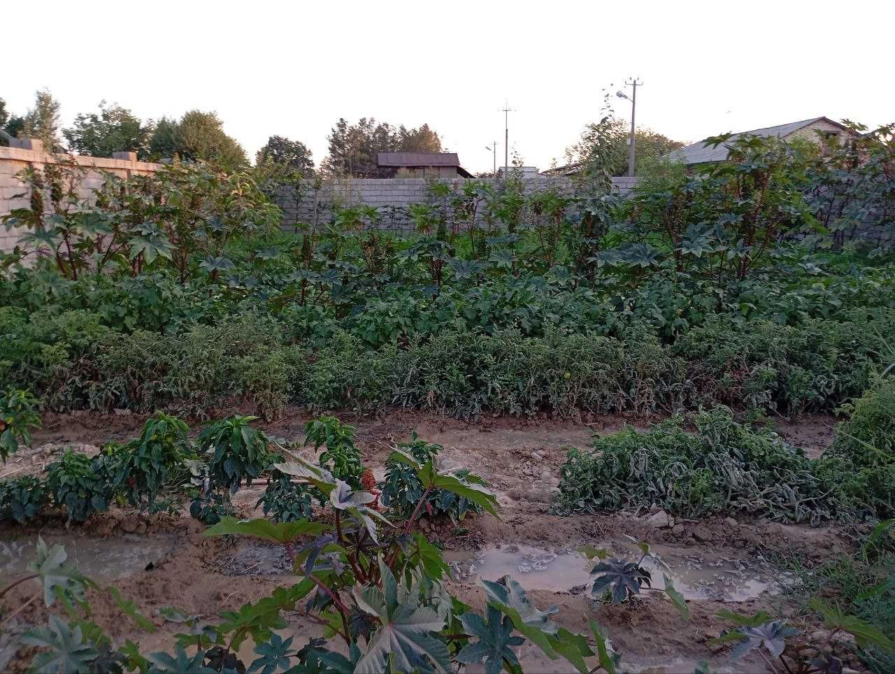 Dacha sotiladi !!! 11000$.