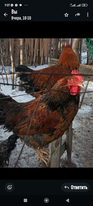 Домашние птицы: петухи, гуси, утки, утята, продаем