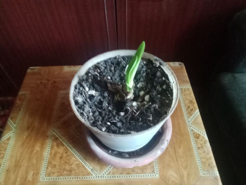 Комнатные цветы гиппеаструм, толстянка.