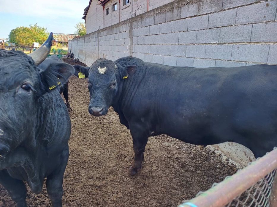 Телета, селскостопански животни