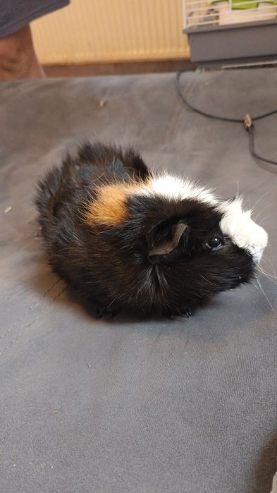 Donez Porcușor de guineea