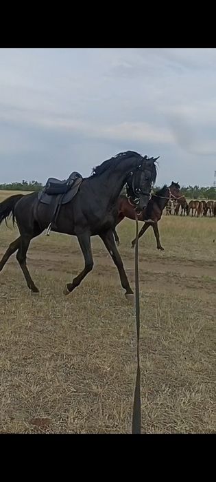 Таза Канды кабардинская и карачаи