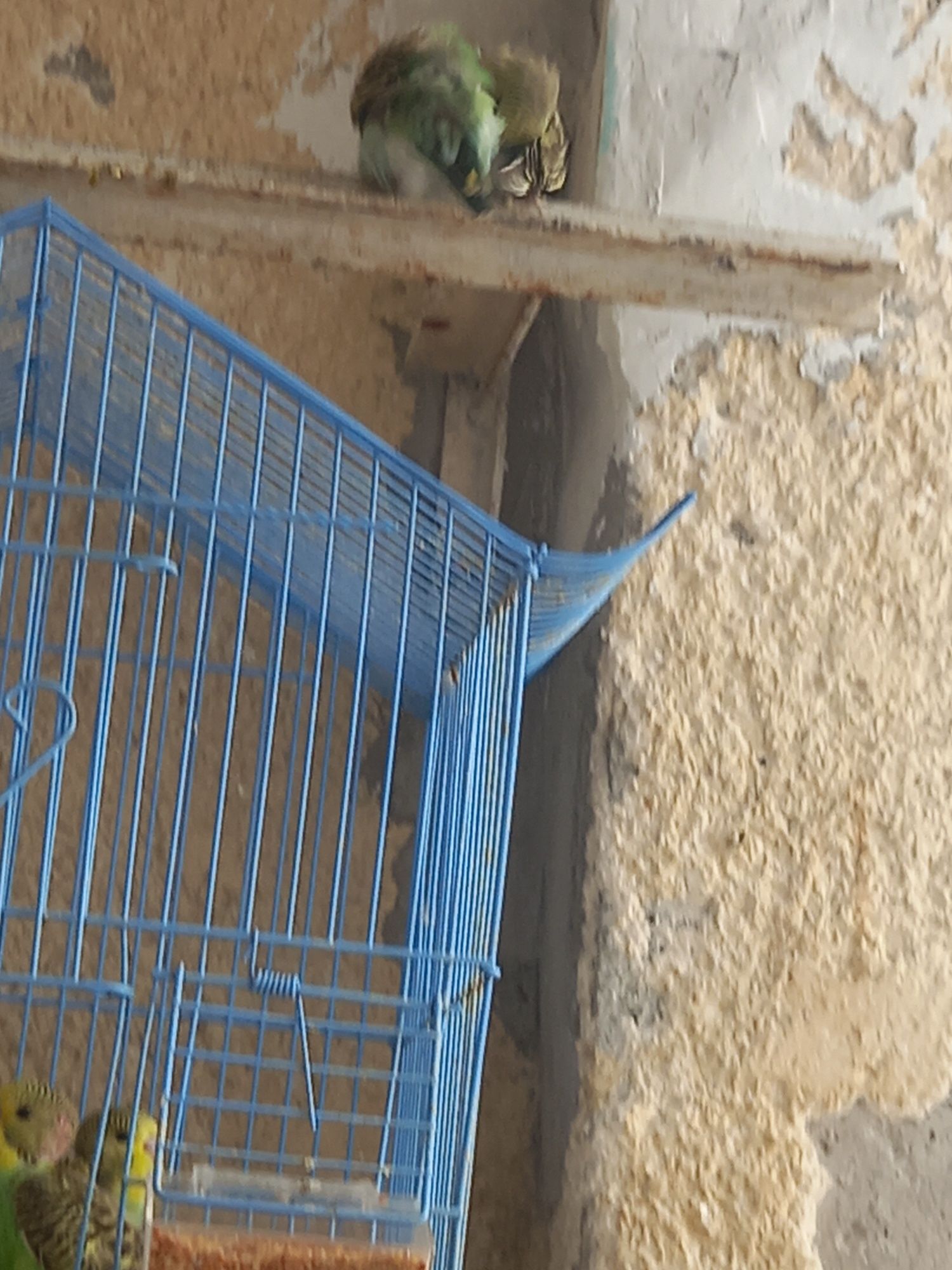 Pasari Papagali Peruși
