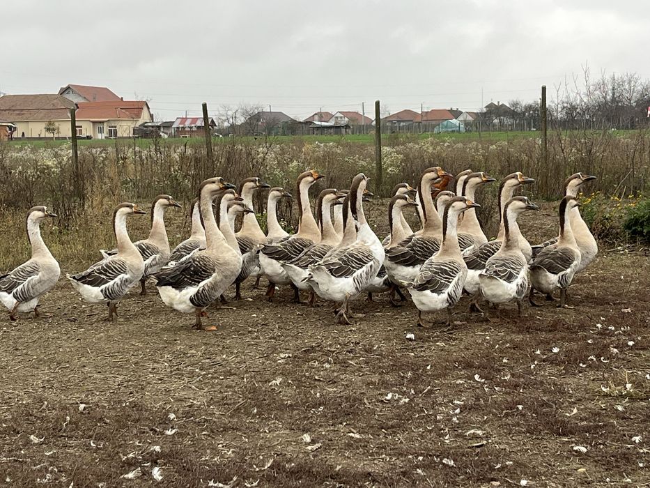 Vând Gâște Africane !!!