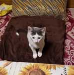 Подарявам бебе коте