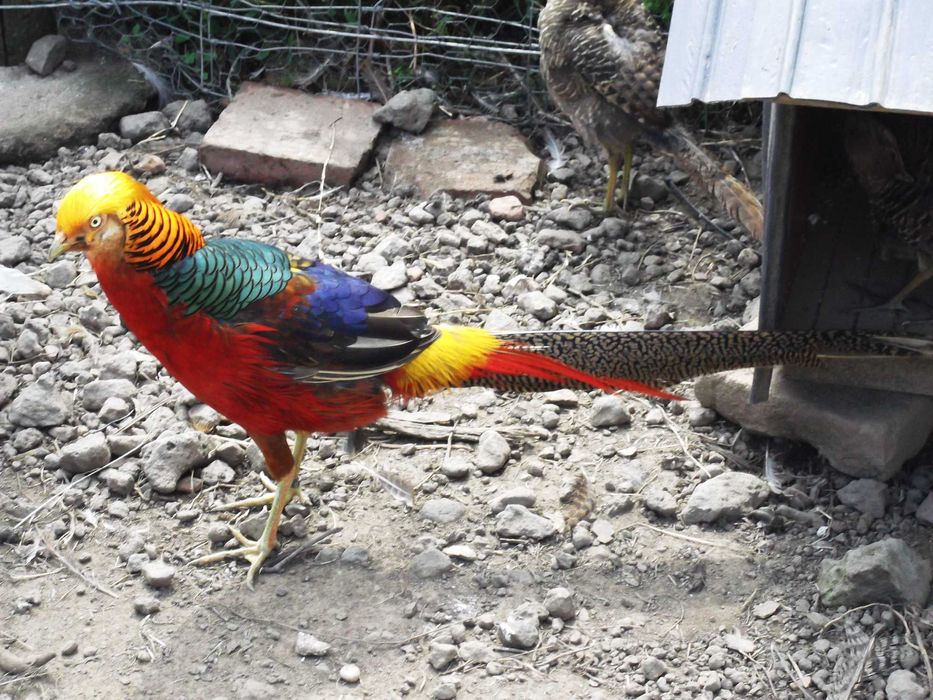 Vand  fazani  Comuni ,Tenebross si Rosu Auriu